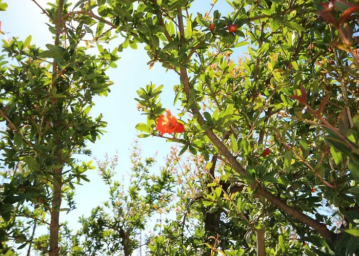 公寓式酒店 Tenuta Fonto 3*