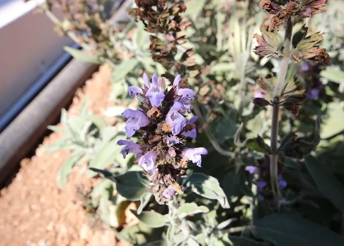 Tenuta Fonto 3* 加利波利