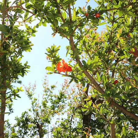 Apartmanhotel Tenuta Fonto 3*